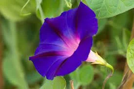 Gloria da Manha, Ipomoea purpurea: Plant Profile