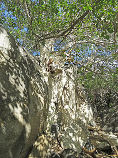 Ficus palmeri, Desert Rock Figs