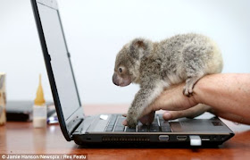 Orphaned baby koala was found on a roadside in Brisbane, Raymond the abandoned baby koala, baby koala pictures
