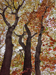 Maple Trees In Early Fall, Greenlink Trail, Cape Breton Island