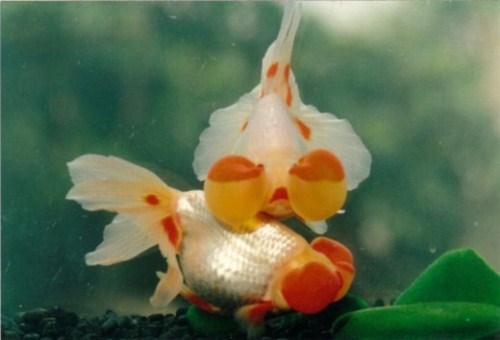 beautiful Bubble Eye Goldfish