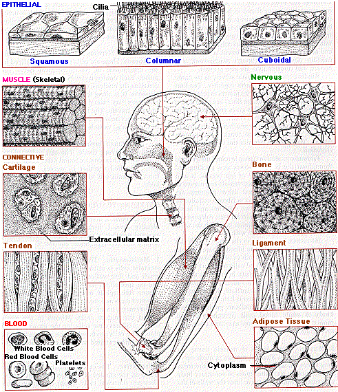 Multiple Choice Quiz on Animal Tissues | Biology Multiple ...