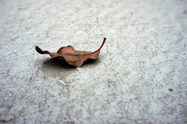 Click to see picture of leaf in the rain