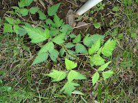 SalmonBerry Bush