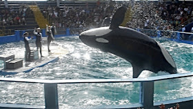 Captive orca