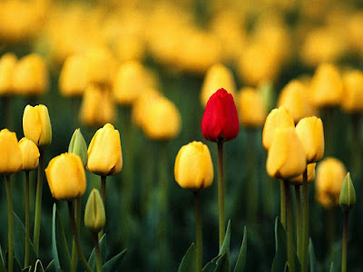 wallpaper flowers images. flowers pictures wallpapers.