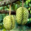 pohon durian