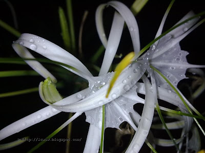 Beach spider lily, Hymenocallis littoralis