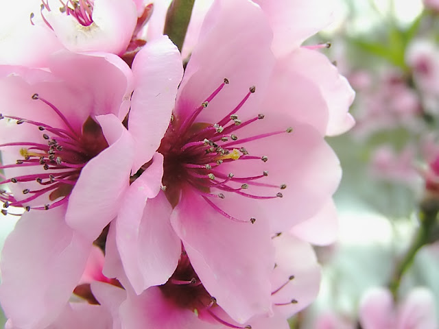 Spring Flowers