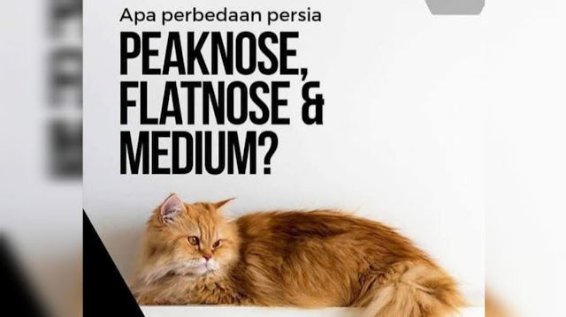 Kucing Flatnose dan Peaknose
