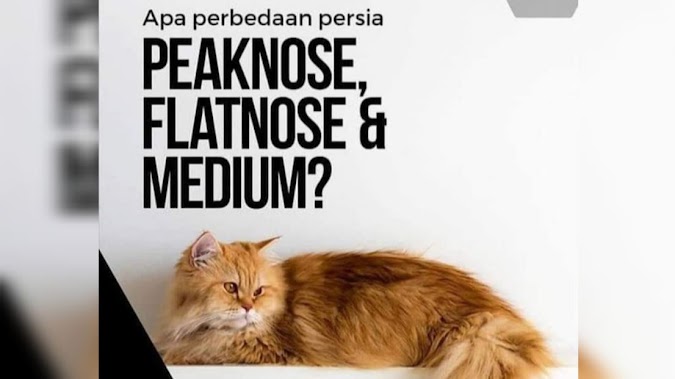 Perbedaan Fisik Kucing Flatnose dan Peaknose 