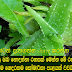 Here's a secret you do not know the secret of the aloe plant aloe thorough know each vavayi