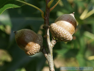 Fruit du Chêne - Gland