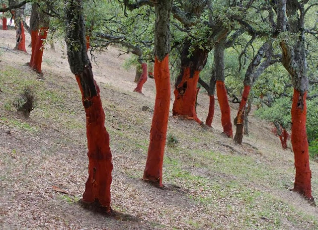 corcho de la botella de vino arbol