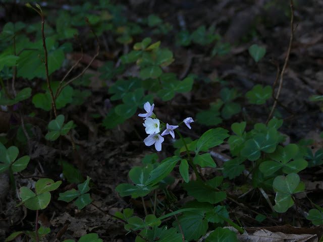 flowers of white from joined leaf