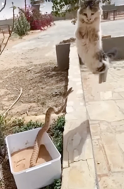 Cat avoids snake bit in a most impressive way