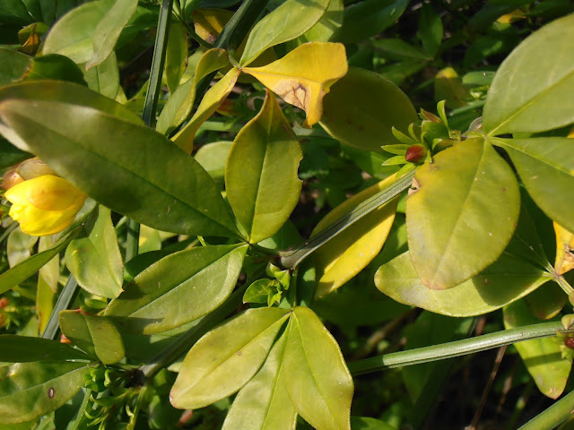 Hojas de JAZMÍN DE INVIERNO: Jasminum mesnyi