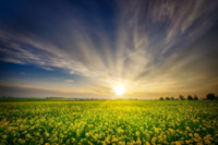 oilseed-rape-field-of-rapeseeds