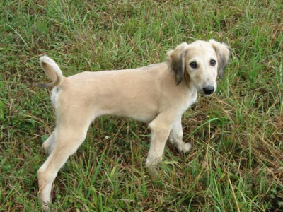 Saluki Puppy Pictures