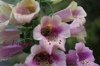 Foxglove blooms