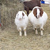 Choosing Correct Goat Based on Body Condition Score (BCS)