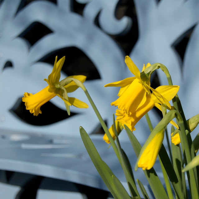 Lente Narcis Peeping Tom