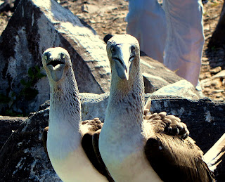 Boobie Close Up Showing Their Feathers That Give Them Buoyancy in the Water