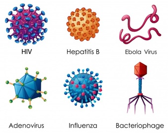 Contoh Virus  DNA dan RNA Info Pendidikan dan Biologi