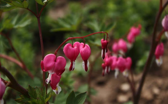 Bleeding Heart Flowers Pictures