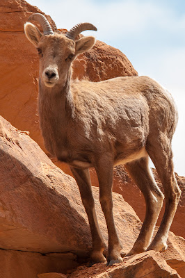 Bighorn sheep yearling