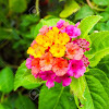 Lantana Magenta Hermosa