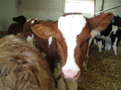 red and white calf