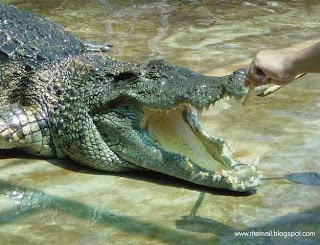 Crocodile Hunter [www.ritemail.blogspot.com]