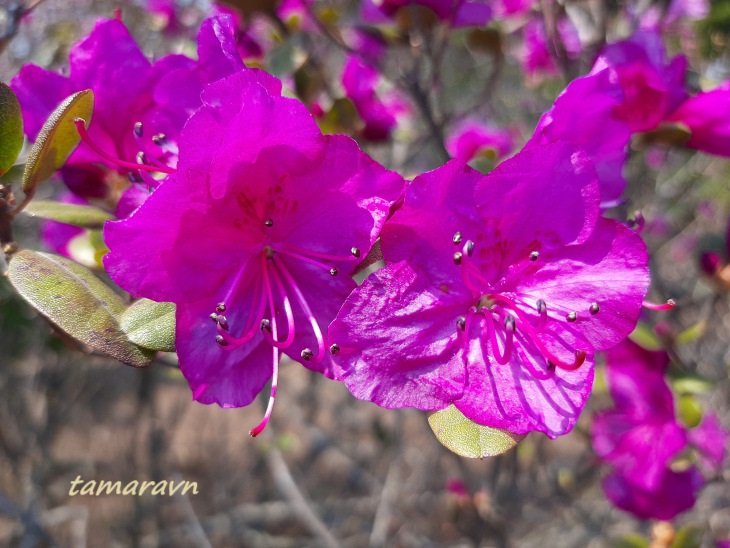 Рододендрон остроконечный (Rhododendron mucronulatum)