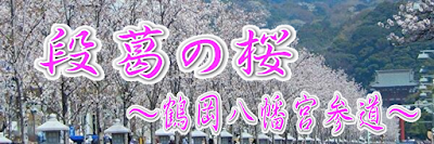 段葛の桜～鶴岡八幡宮～