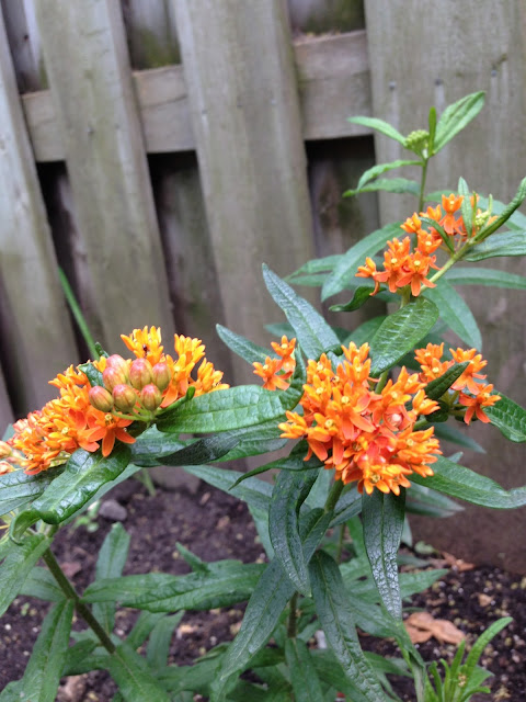 Butterfly Milkweed (Asclepias tuberosa)