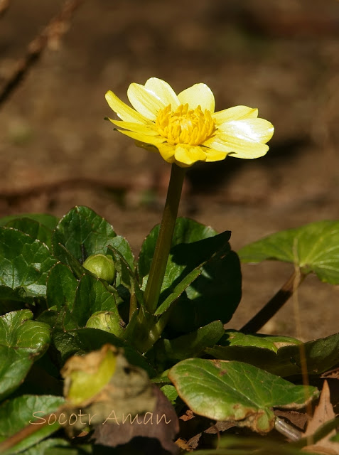 Ranunculus ficaria