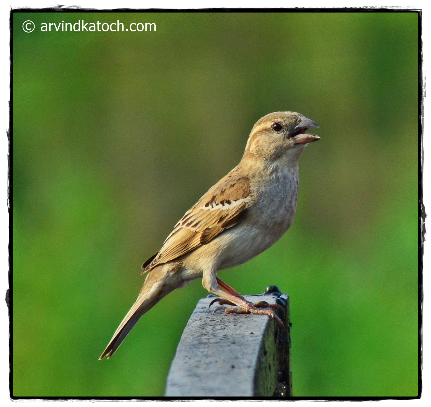 House Sparrow (Passer domesticus) Pictures and Detail (A Tiny Bird