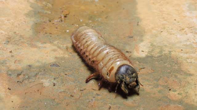 larva de escarabajo rinoceronte grande