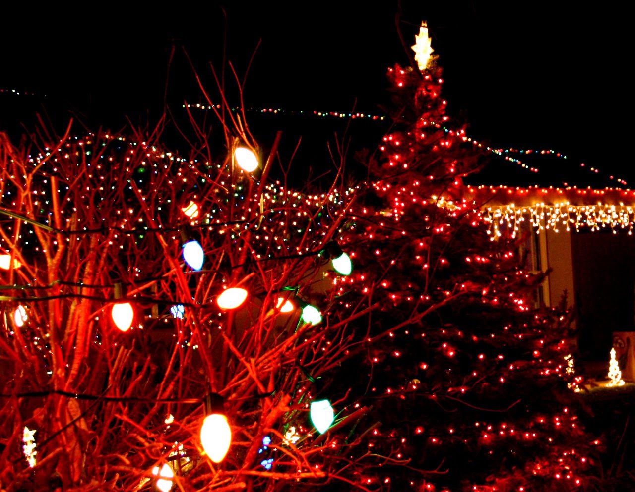 A good scenery of light on a tree and bulbs