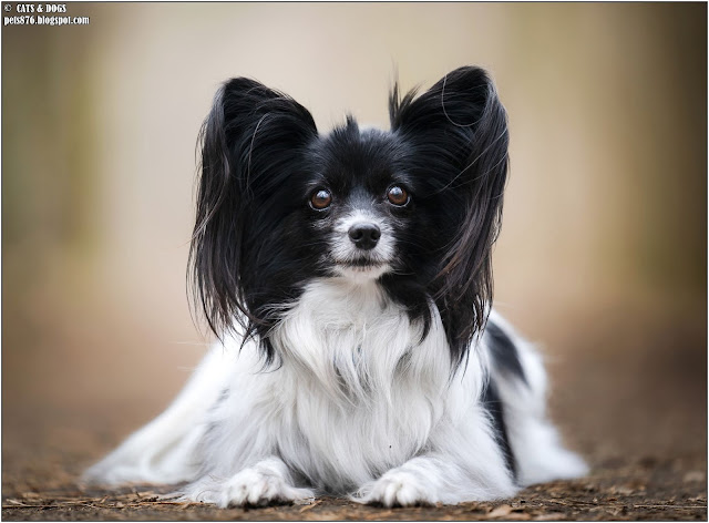 papillon dog