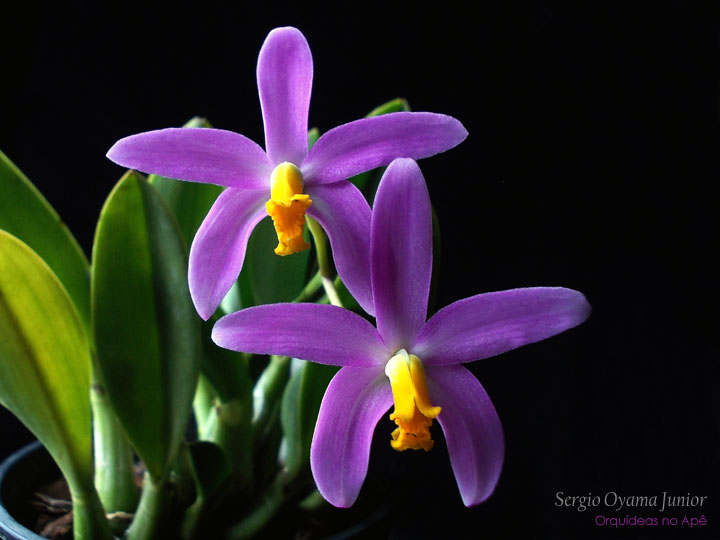 Orquidea Laelia lucasiana