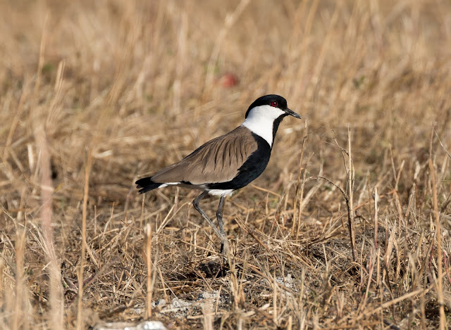 Spur-winged Plover - Cyprus