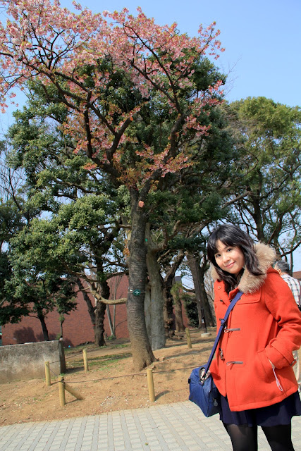 日本 東京 上野公園 櫻花