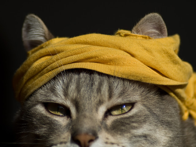 Rambo Cat by Gerard Girbes from flickr (CC-NC-ND)