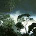 Hutan Hujan Tropis