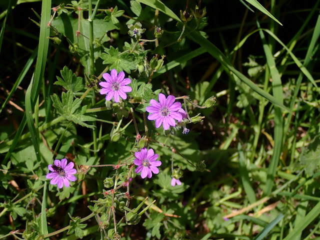 Geranium pyrenaicum