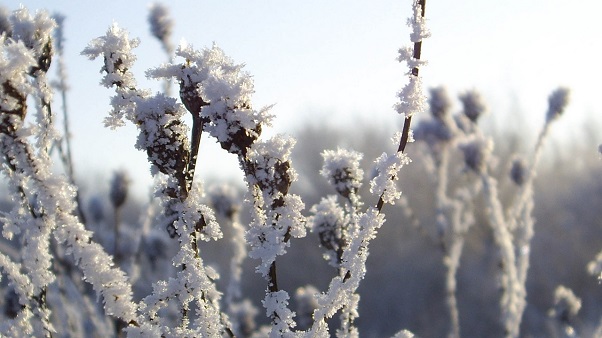 Download Hoarfrost - Winter Wallpaper