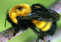 Biological Mechanisms That Facilitate the Bumblebee Suit Any Climate - Bumblebee: Geographic Distribution Along The Globe, Bumblebee Villi Adaptation Genetics Extreme Cold, Bumblebee: Geographic Distribution Along The Globe, http://althox.blogspot.com/2014/05/Bumblebee-Geographic-Distribution-along-Globe.html