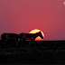 Sunset with Indian Wild Ass at Little Rann of Kutch